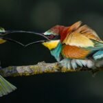 Serata Ospite - Franco Fratini