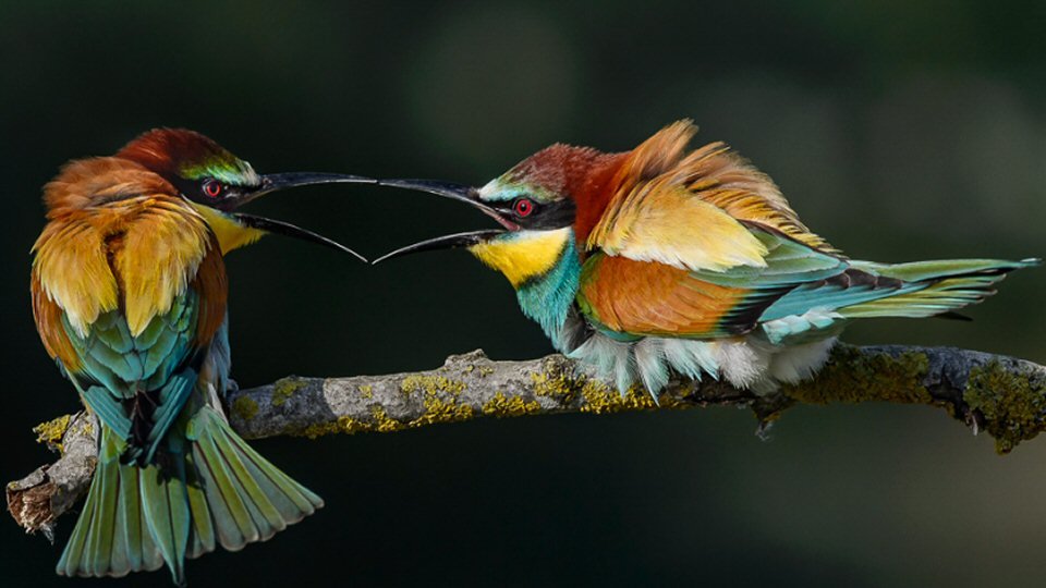 Serata Ospite - Franco Fratini